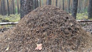 Лесной муравейник / жесть на муравейнике