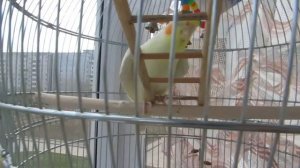 Корелла поёт и танцует