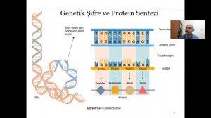 Genden Proteine - Genetik Şifre ve Protein Sentezi