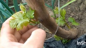 перепрививка винограда в штамб под нагрузкой , 2024г