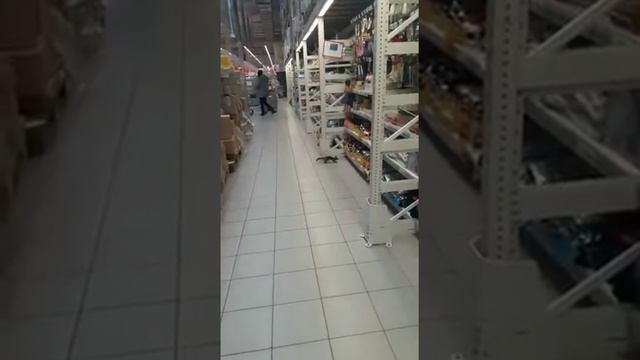 Дерзкая белка в магазине Карусель
