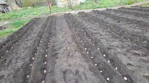 Посадка картофеля