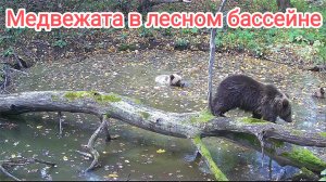 Забытая фотоловушка в лесу, что она снимала? Уникальные кадры дикой природы!