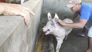 For slaughtered pigs | Pagtimbang sa pangkatay na baboy (70-80kg) | BUKIDNON PH