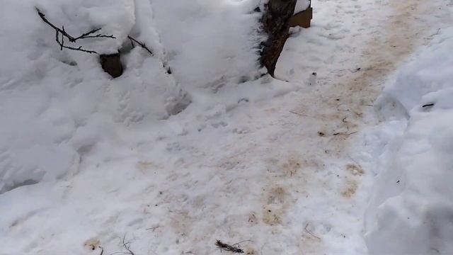 первокотка Милка роды, фильм2 смотреть онлайн