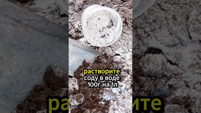Применение соды в саду и огороде! #дача #овощи #огород #рецепт смотреть онлайн