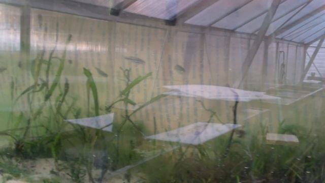 How to treat Cyanobacteria: Cyanobacteria, Species Sunday