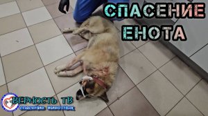 Пёс Енот попал в передрягу, но верновцы спасают его! Стать верновцем может любой человек ✊️