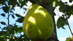 Груша Кучерянка.