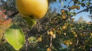 Методики оздоровления доктора Щинова