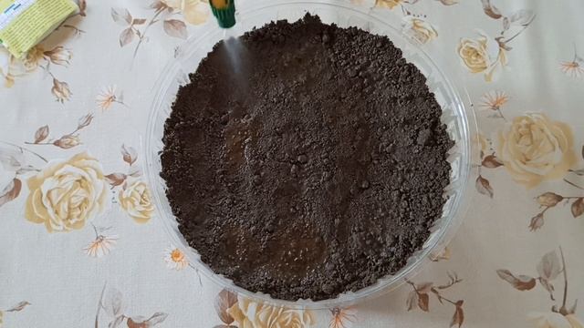 Как вырастить Мелиссу лимонную на подоконнике