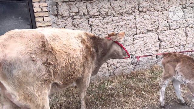 МАЛЛА ШВЕД СУТИ КУП СИГИРЛАР ЗУРЛАРИ ☎️+998 91 117 03 07 SOTILADIGON SIGIRLAR NARXI  12 декабря 202