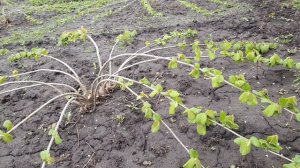 Фундук для средней полосы России. Весна 2024 года.