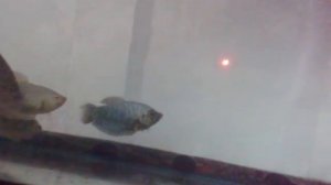 Мраморные гурами дерутся