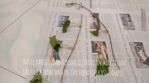 PRAKTIKUM KIMIA BAHAN ALAM IDENTIFIKASI SENYAWA PADA TANAMAN SEMBUNG RAMBAT