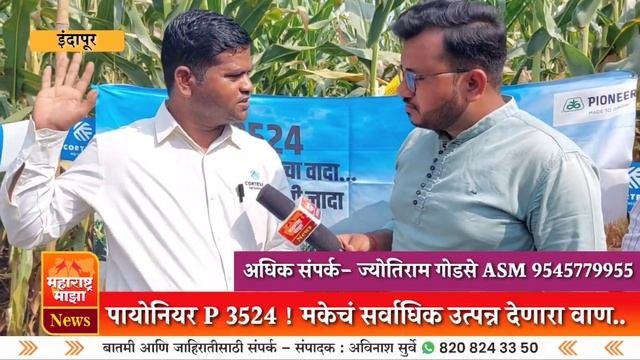 ♦️मकेचं सर्वाधिक उत्पन्न देणारा वाण ! एकरी देतो 50 क्विंटलच्या वर उत्पन्न ! @maharashtramazanewsmar