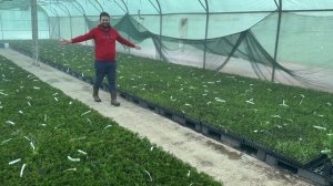 🌿 Размножение туи западной «Брабант» черенкованием