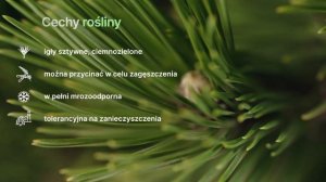 DOLCE DORNE - Sosna bośniacka (Pinus leucodermis Dolce Dorne) - roślina na żywopłot