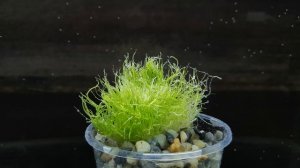 УТРИКУЛЯРИЯ ГРАМИНИФОЛИЯ ( Utricularia graminifolia )