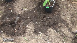 Вот это рассада! Посадка огурцов в теплицу для раннего урожая.
