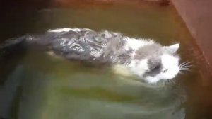 Кот плавает в воде