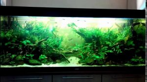 Низкотехнологичный аквариум-травник 450 л
