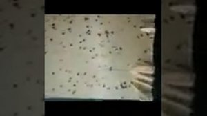 Дым пушка и бисанар