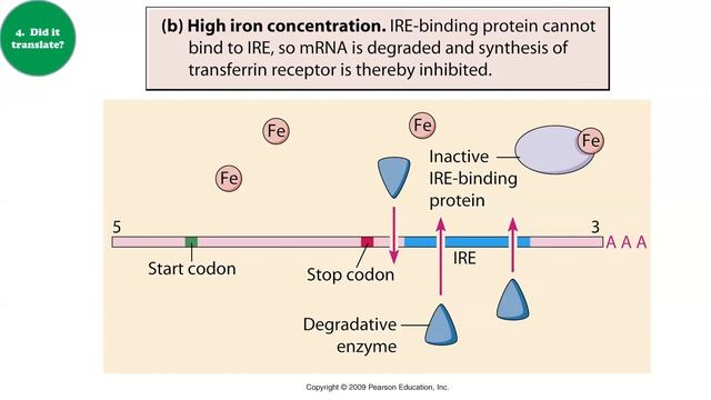 Chapter 18 Part 2 - Regulation of Gene Expression смотреть онлайн
