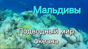 Мальдивы в ноябре. 31 серия. Подводный мир Fihalhohi. Много рыбы. Акула и крылатки.