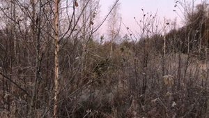 Утиная охота с ИЖ-43 на замершем болоте