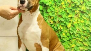 Щенок стаффорда, девочка 3.5 мес