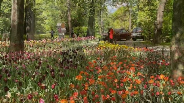 Елагин остров Май 2021 Тюльпаны смотреть онлайн