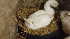 #ГусиГнезда из покрышек для гусей Холмогоров