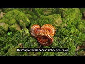 ВАУ! Это сороконожки!! #дикаяприрода #животные #животныймир #удивительныефакты #сороконожки