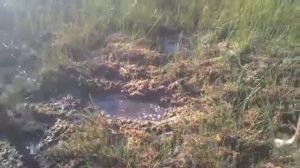 Ныряние в болото