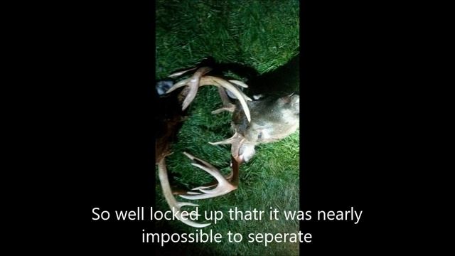 Two Large Deer Drown in Epic Fight in Bradford County Pa смотреть онлайн