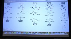 #03 Biochemistry Amino Acids Lecture for Kevin Ahern's BB 450/550