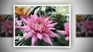 #ХРИЗАНТЕМЫ — ЦВЕТЫ