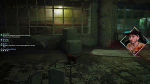 Котик дома Stray ◉ Финал
