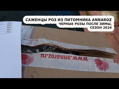 Обзор саженцев роз из питомника Аннарозы #аннарозы | Розы после зимы, сезон 2024 #розы