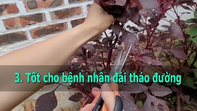 Về Già CỨ ĂN RAU MÙI Cùng Thứ Này VUA GIẢI ĐỘC THẬN, Biết Mà Ăn Sớm Sẽ Trường Thọ 120 Tuổi смотреть онлайн