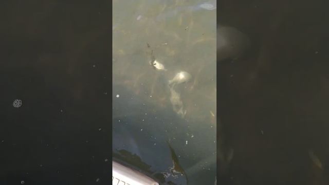 вот такая экология на Липецком море, рыба дохнет