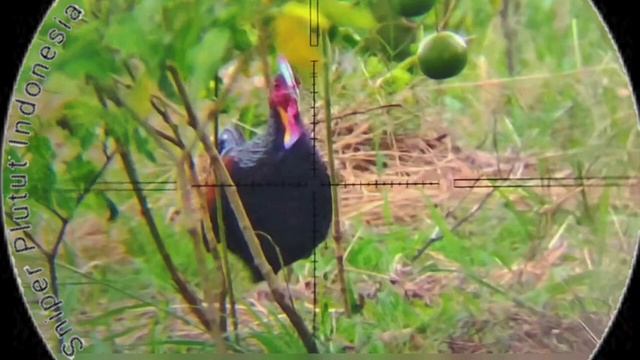 🎵 MP3 Suara mak lampir andalan saya dengan tempo yang pas | cocok untuk spot random/ asal nyanggong смотреть онлайн