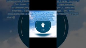 Анатомия коронарных артерий / Школа молодого кардиохирурга