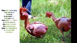 10 невероятных МУТАЦИИ у Животных созданных Учёными!