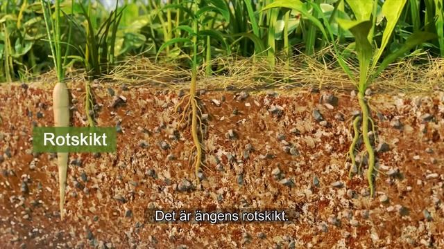 Ängens ekosystem смотреть онлайн