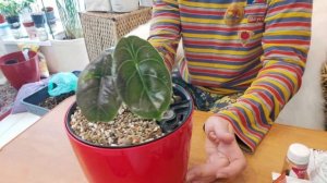 Алоказия Азлани посадка на Фитиль