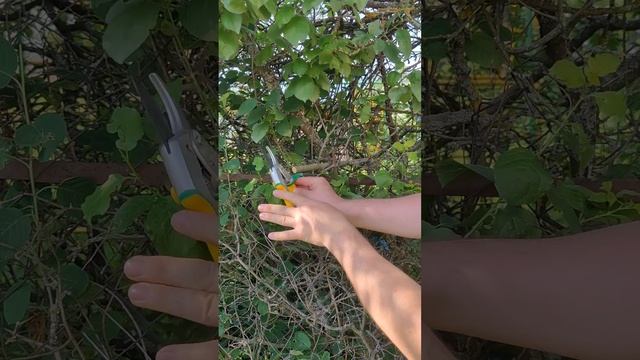 Cекатор садовый с храповым механизмом GREEN GARDEN 3140 смотреть онлайн