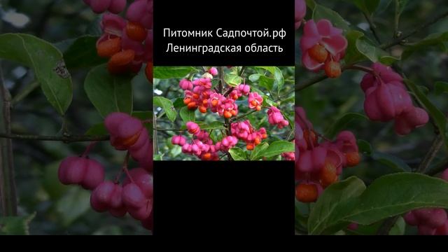 Бересклет с осенним "цветением" -  бересклет европейский. Питомник Садпочтой.рф #садпочтой