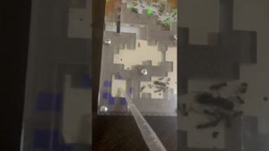 Как ухаживать за муравьиной фермой